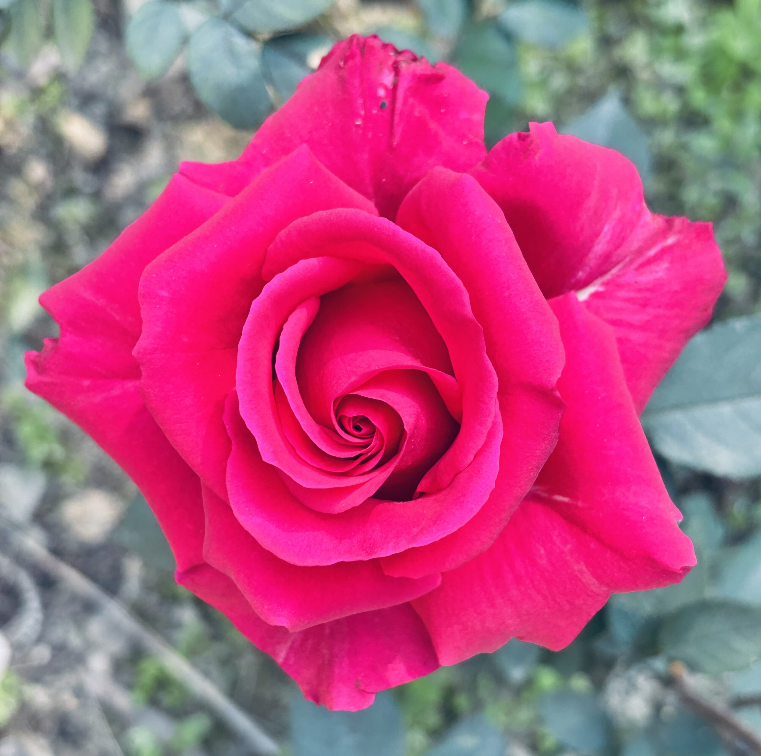 Rose flower the symbol of love