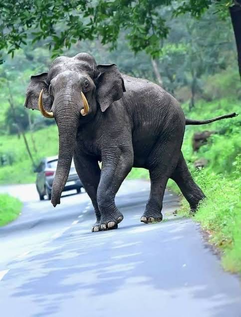 Wild elephant of Keral