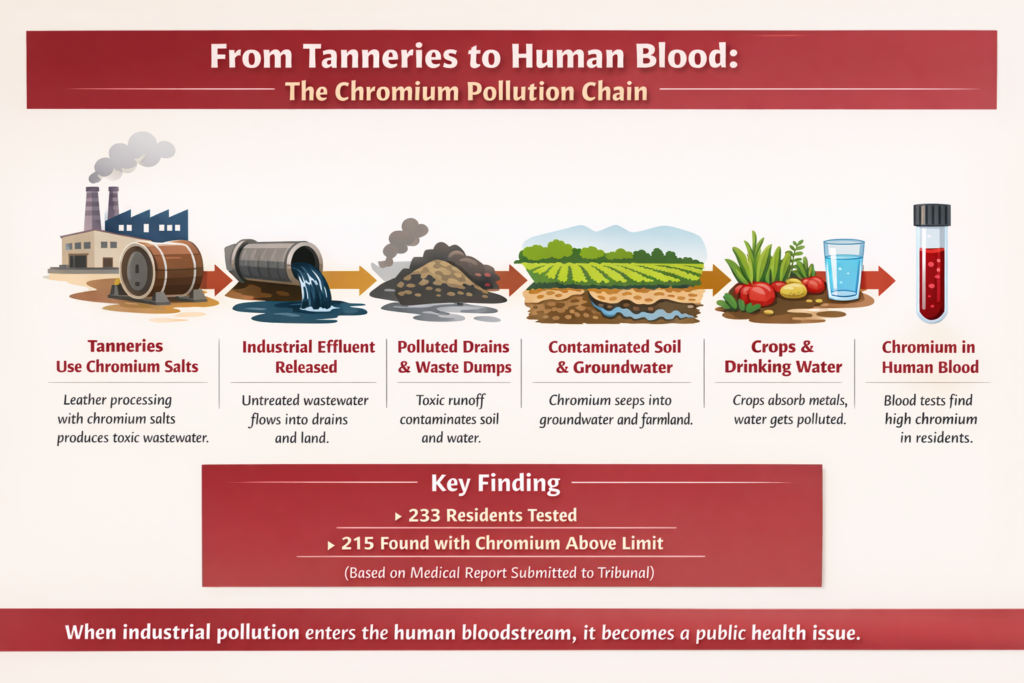 From Tanneries to Human Blood:
Industrial chromium from leather processing can travel through drains, soil, groundwater and crops before entering the human body